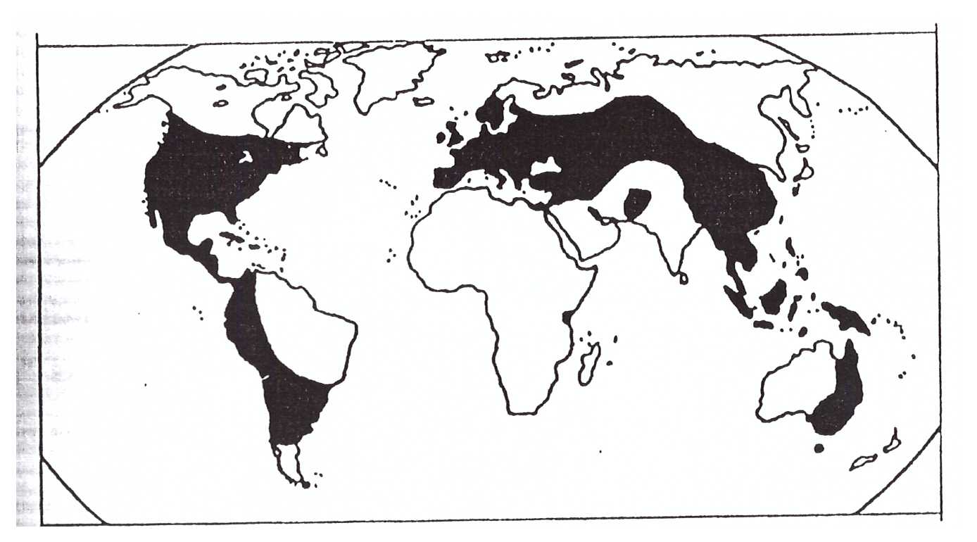 Fekete bodza térkép