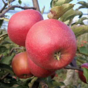 Étkezési rezisztens almafajták és fajtabemutató szakmai napok