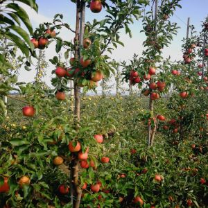 Étkezési rezisztens almafajták és fajtabemutató szakmai nap